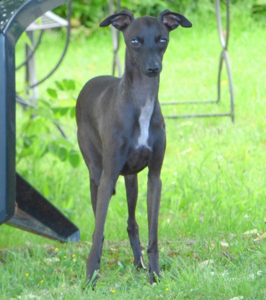 Numerobis egyptian prince Des Petites Bouilles D’Eole