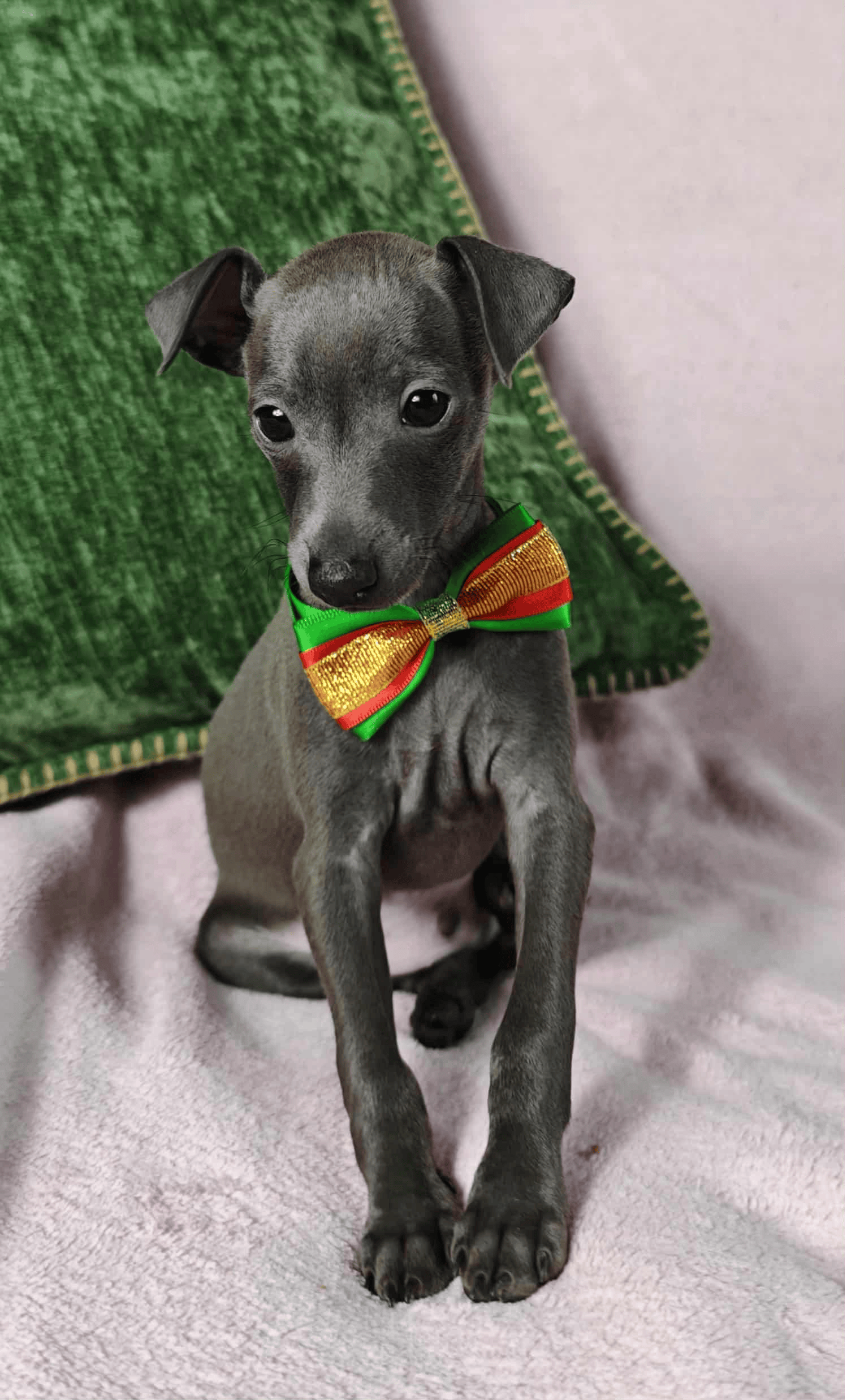 Des Petites Bouilles D’Eole - Petit Levrier Italien - Portée née le 12/09/2025