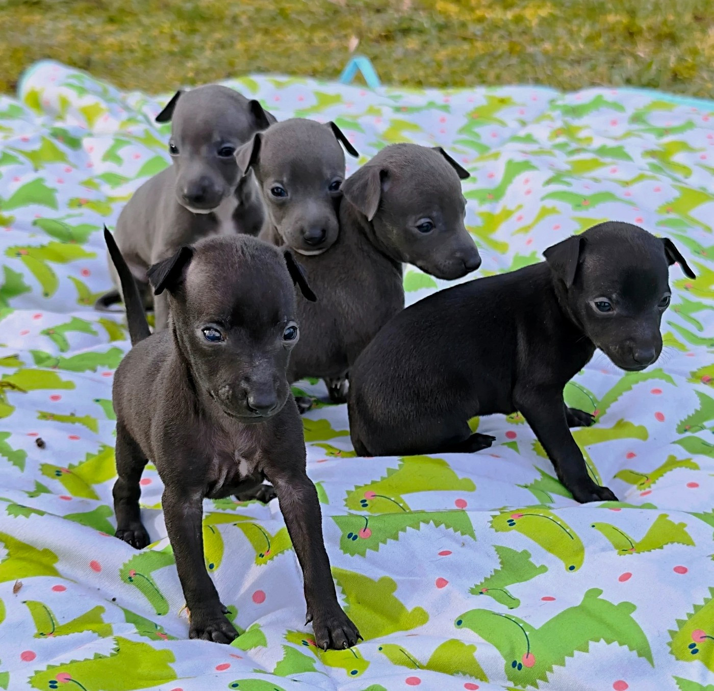 Chiot Petit Levrier Italien Des Petites Bouilles D’Eole