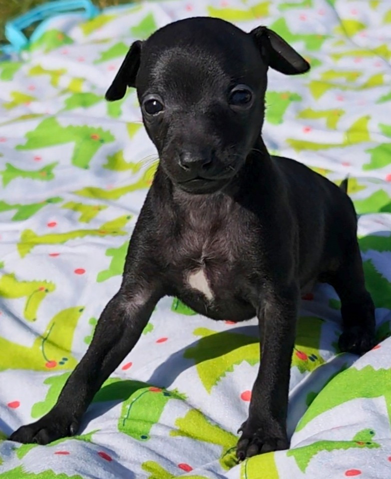 Des Petites Bouilles D’Eole - Chiots disponibles - Petit Levrier Italien