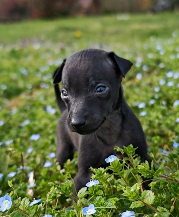 Des Petites Bouilles D’Eole - Chiots disponibles - Petit Levrier Italien