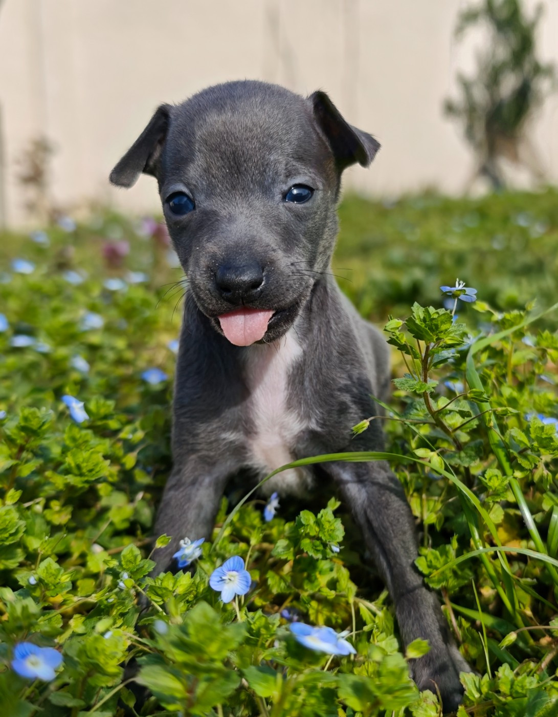 Des Petites Bouilles D’Eole - Chiots disponibles - Petit Levrier Italien