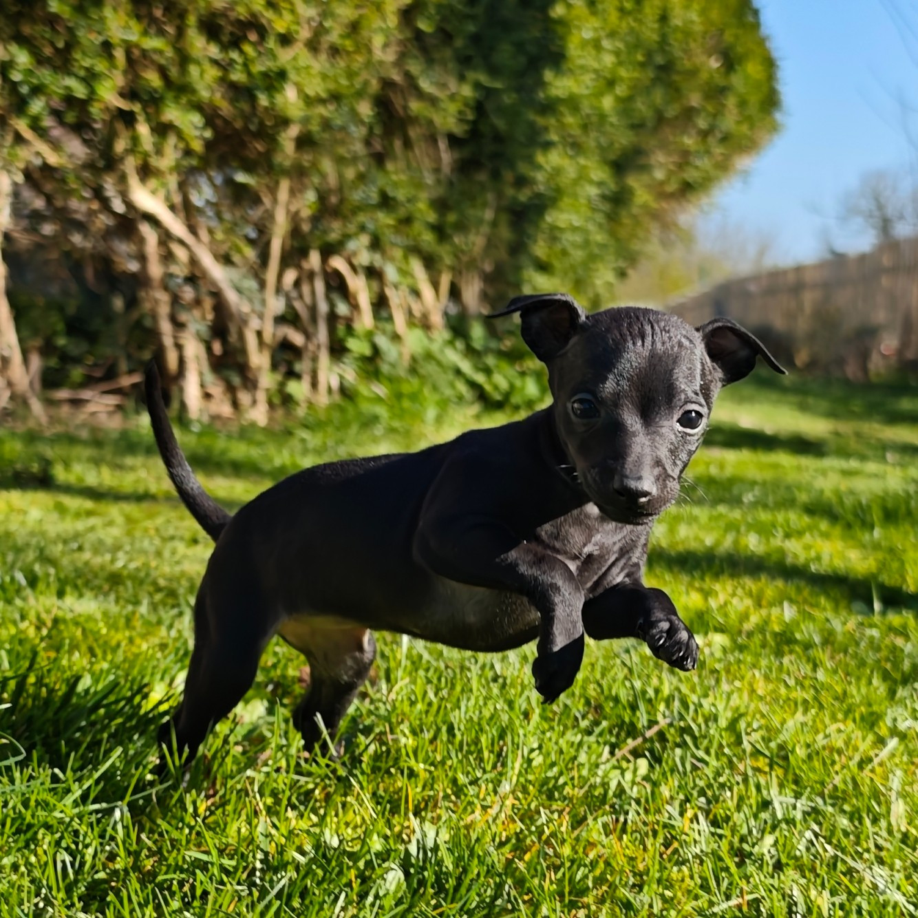 Des Petites Bouilles D’Eole - Chiots disponibles - Petit Levrier Italien