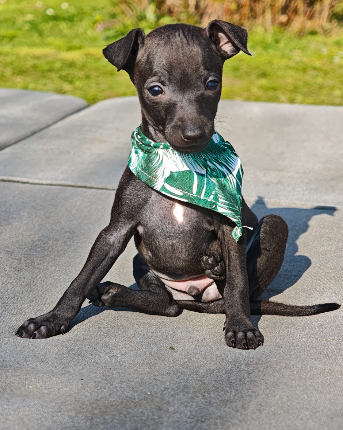 Des Petites Bouilles D’Eole - Chiots disponibles - Petit Levrier Italien