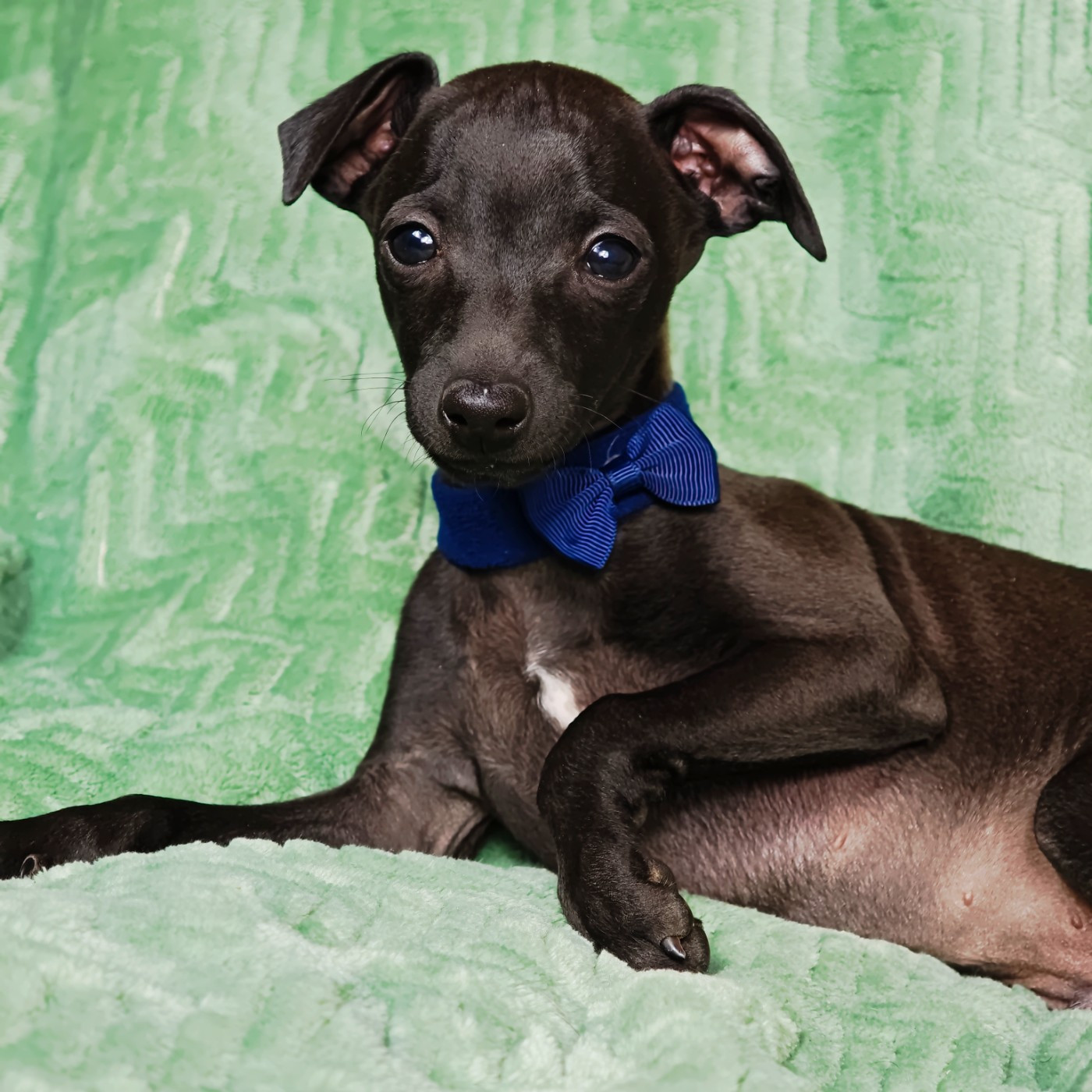 Des Petites Bouilles D’Eole - Chiots disponibles - Petit Levrier Italien