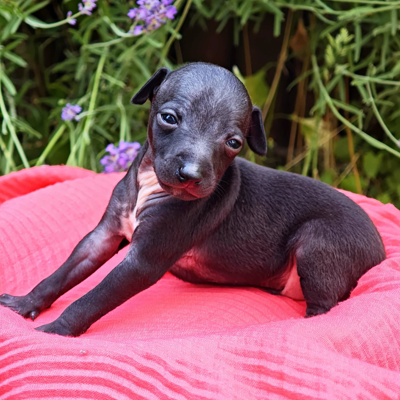 Des Petites Bouilles D’Eole - Chiots disponibles - Petit Levrier Italien