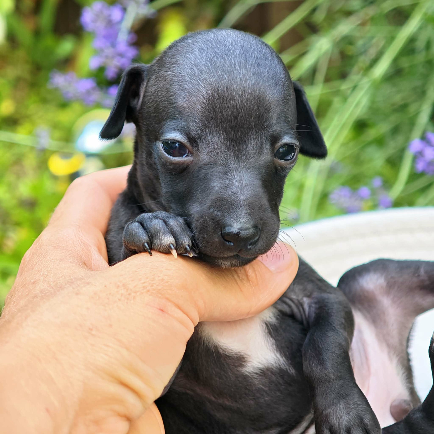 Des Petites Bouilles D’Eole - Chiots disponibles - Petit Levrier Italien