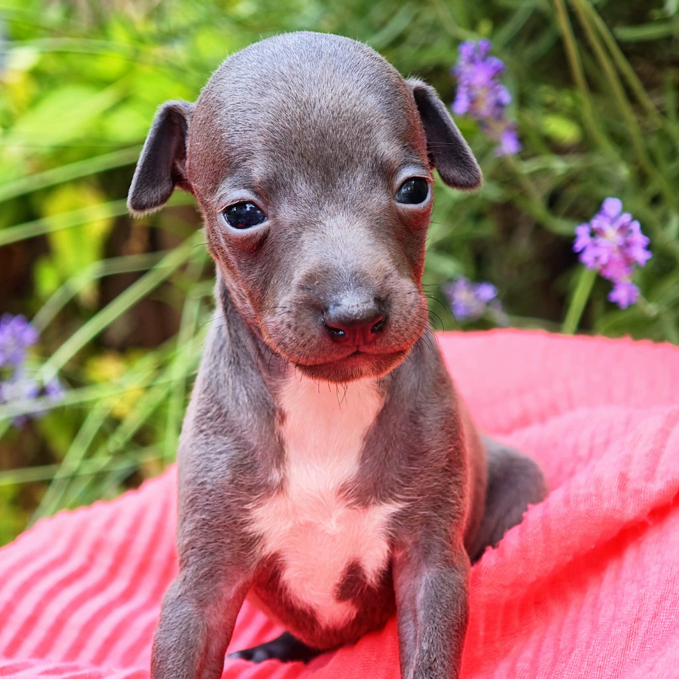 Des Petites Bouilles D’Eole - Chiots disponibles - Petit Levrier Italien