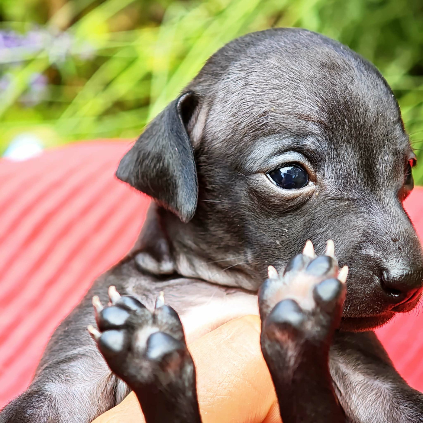 Des Petites Bouilles D’Eole - Chiots disponibles - Petit Levrier Italien