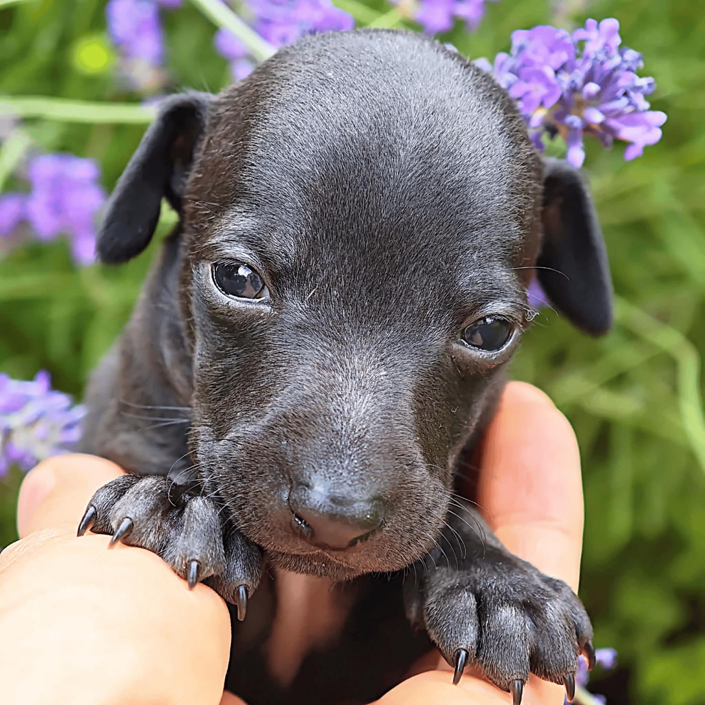Des Petites Bouilles D’Eole - Chiots disponibles - Petit Levrier Italien