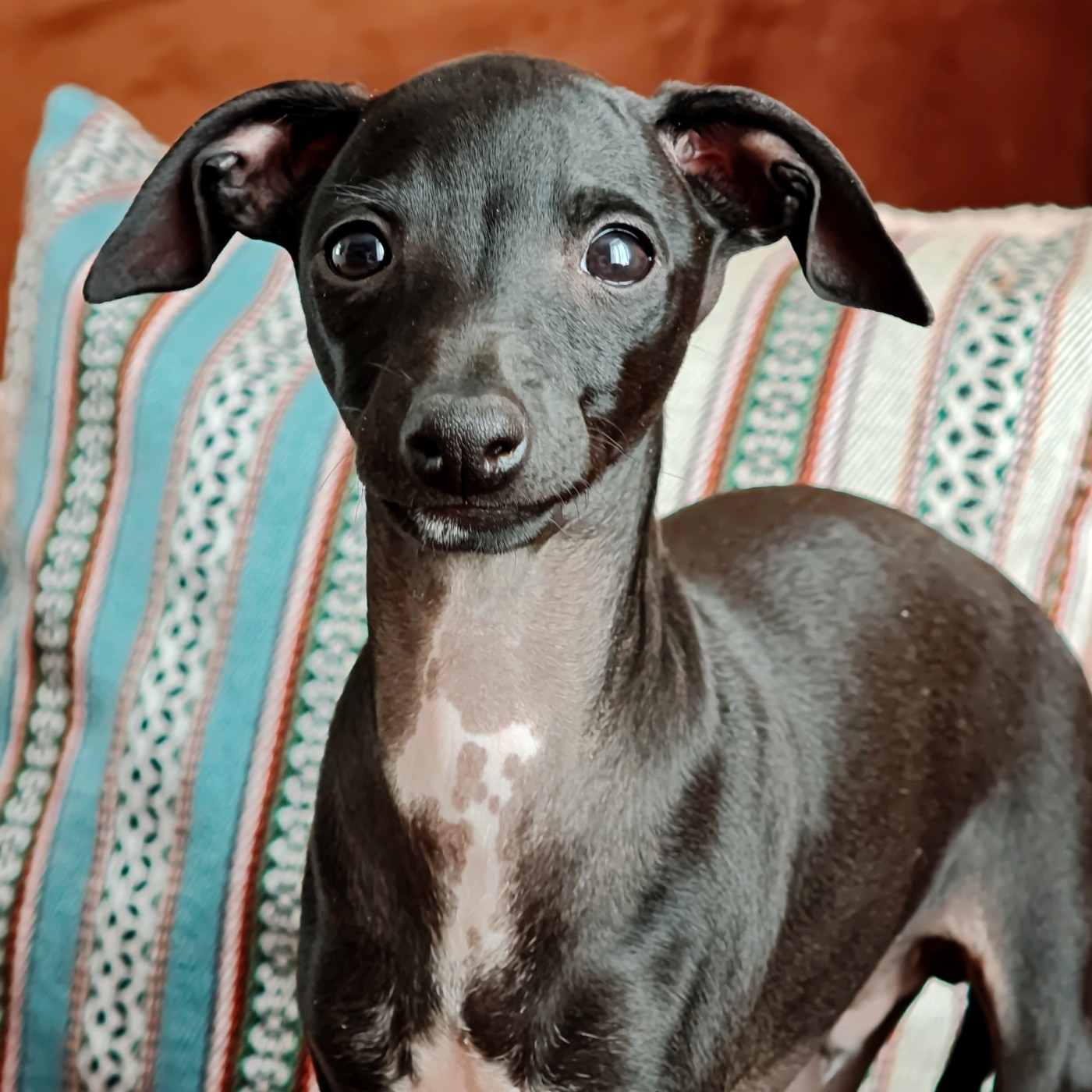 Des Petites Bouilles D’Eole - Chiots disponibles - Petit Levrier Italien