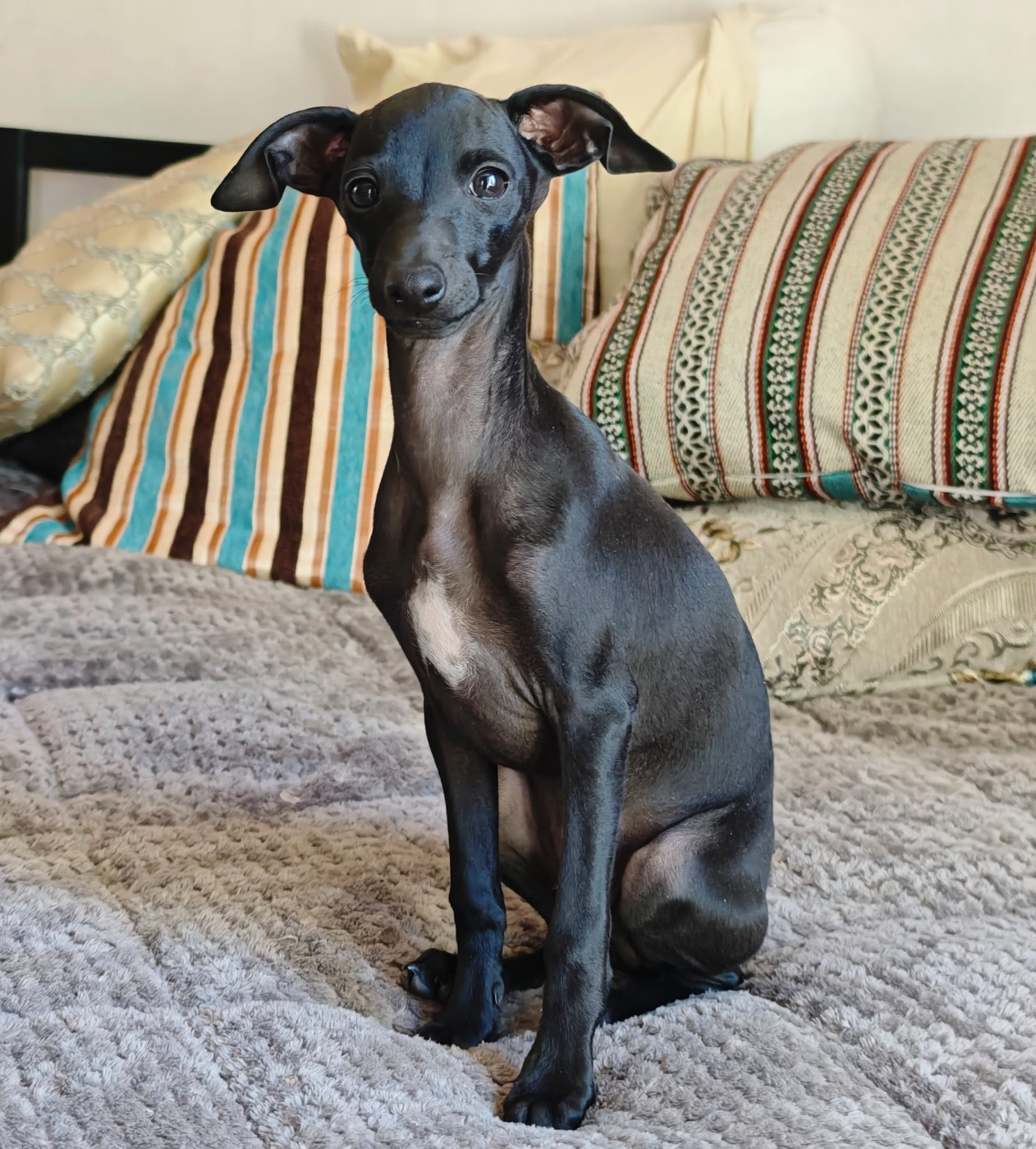 Des Petites Bouilles D’Eole - Chiots disponibles - Petit Levrier Italien