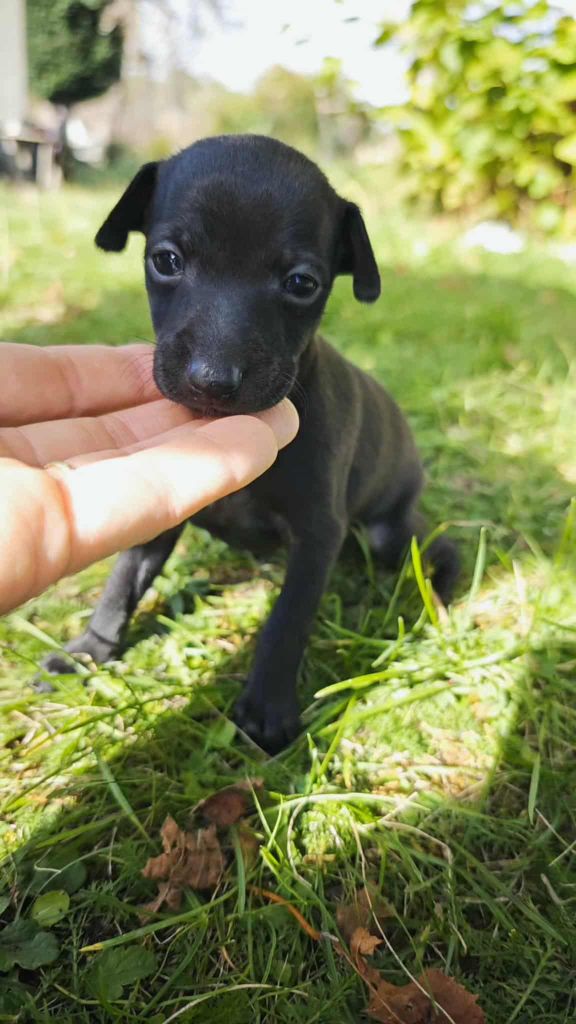 Des Petites Bouilles D’Eole - Chiots disponibles - Petit Levrier Italien