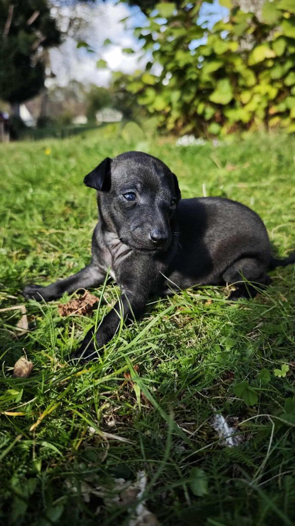 Des Petites Bouilles D’Eole - Chiots disponibles - Petit Levrier Italien