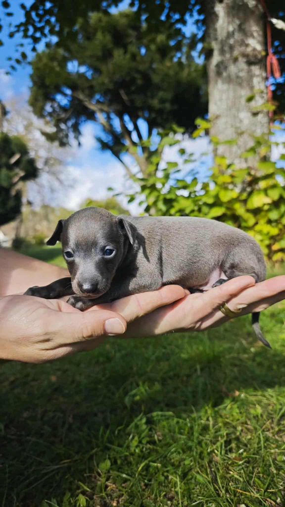 Des Petites Bouilles D’Eole - Chiots disponibles - Petit Levrier Italien